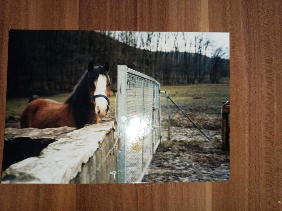 Suche mein ehemaliges Welsh A Pony Pegasus in Happurg