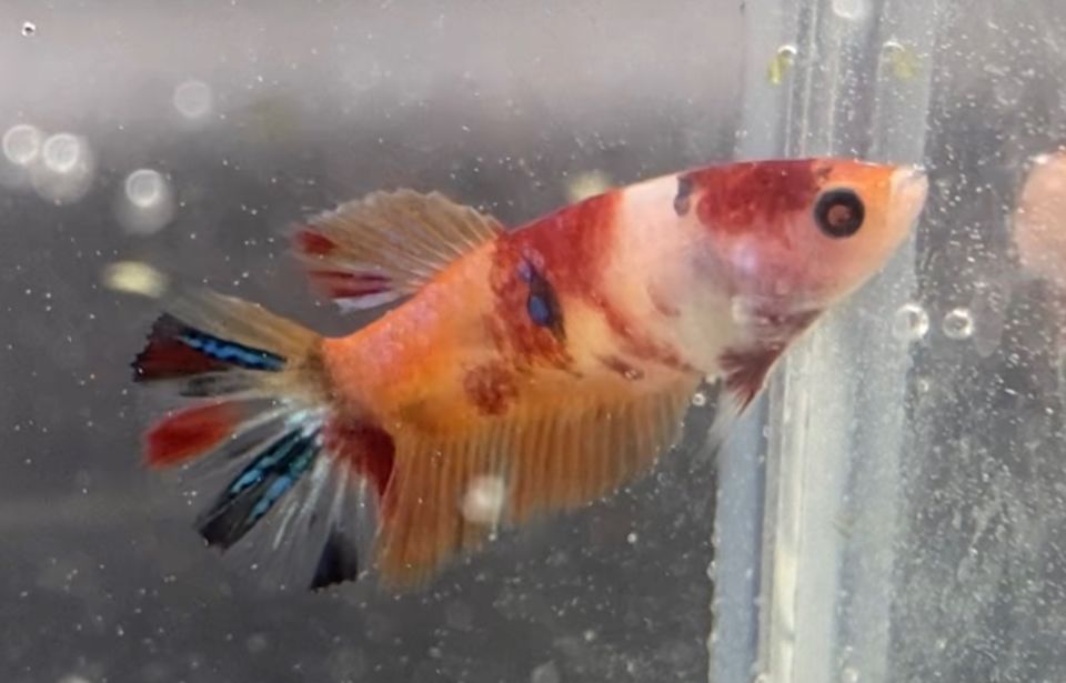 Jungtier: Kampffisch Weibchen Koi Halfmoon / Fancy Dragon/ Betta in Salzhausen