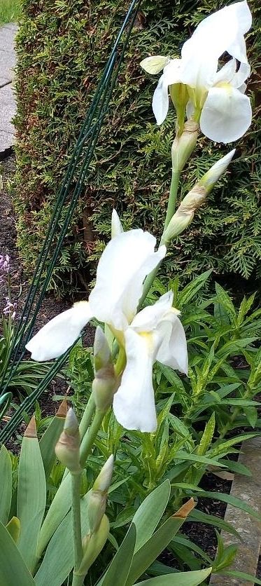 Lilie weisse  blühend Staude winterhart Blume Pflanze Garten in Waltrop