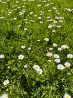 Garten zum Kauf Hessen - Zierenberg Vorschau