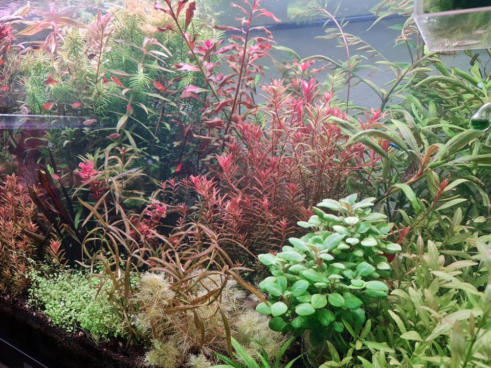 Rotala Orange in Bremen