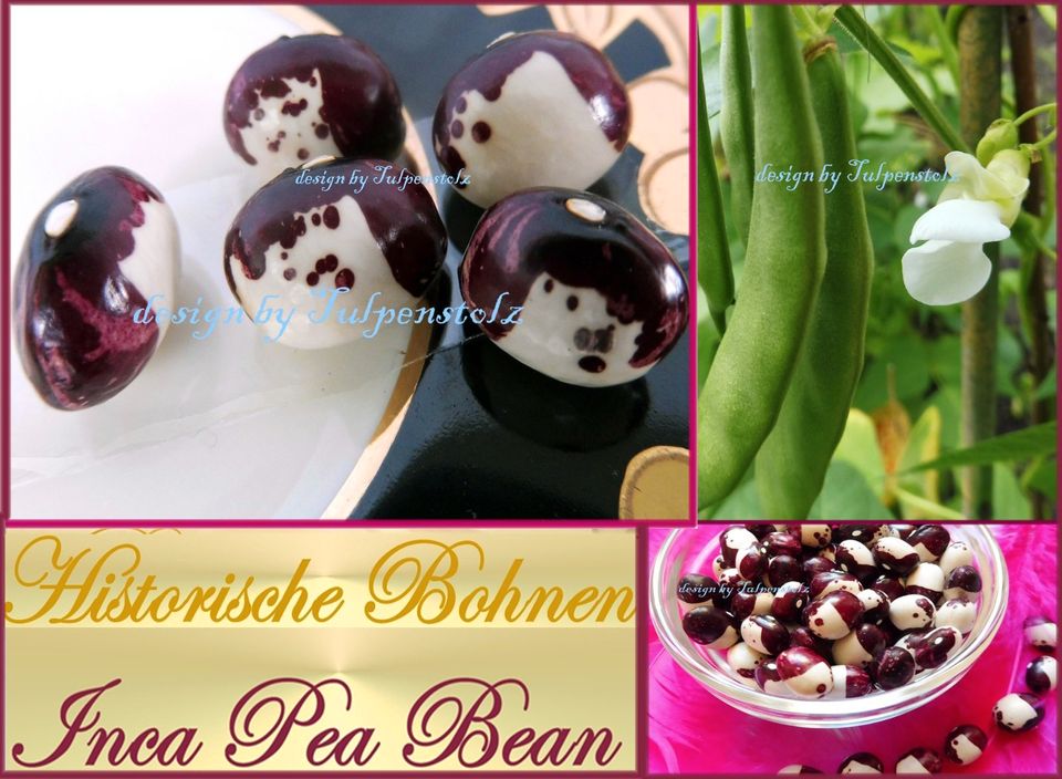 ♥  BIO Inca Pea Bean Bohnen Alte Sorte,Samen Gemüse Tulpenstolz in Hamburg