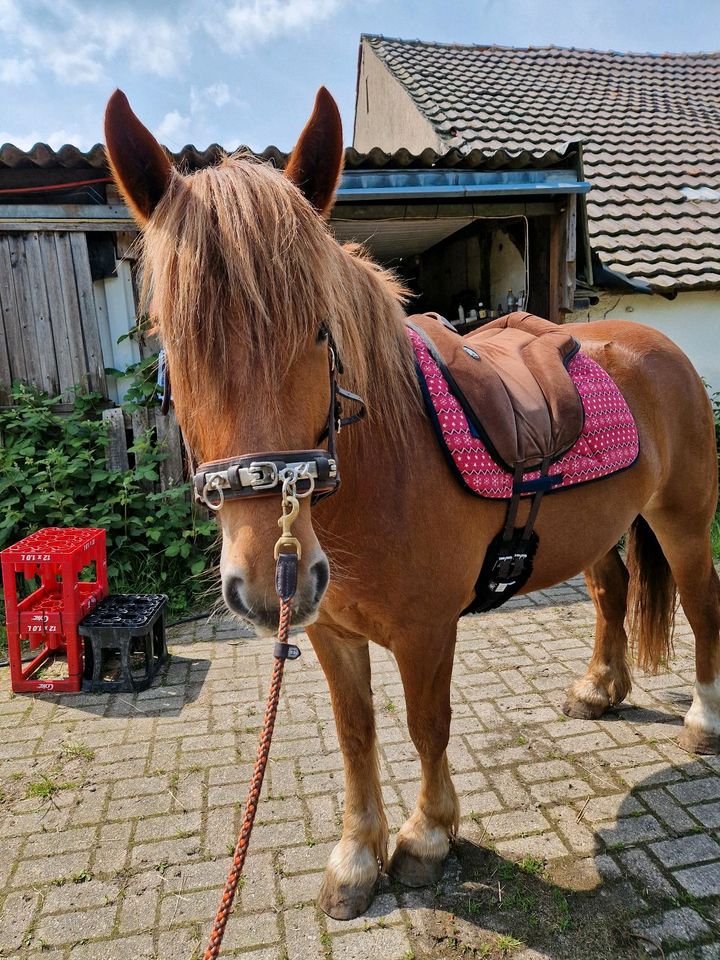 Pflege /Reitbeteiligung in Geldern