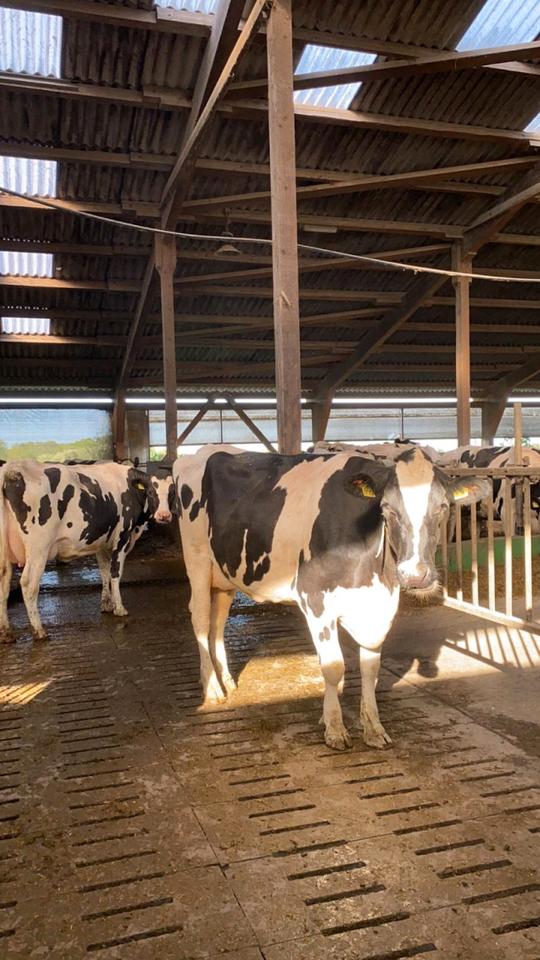 Landwirt/in (m/w/d), Herdenmanager/in, Mitarbeiter/in in Vollzeit in Geestland