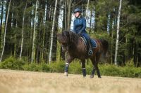 Reitbeteiligung (Reiter sucht Pferd) Sachsen - Auerbach Vorschau