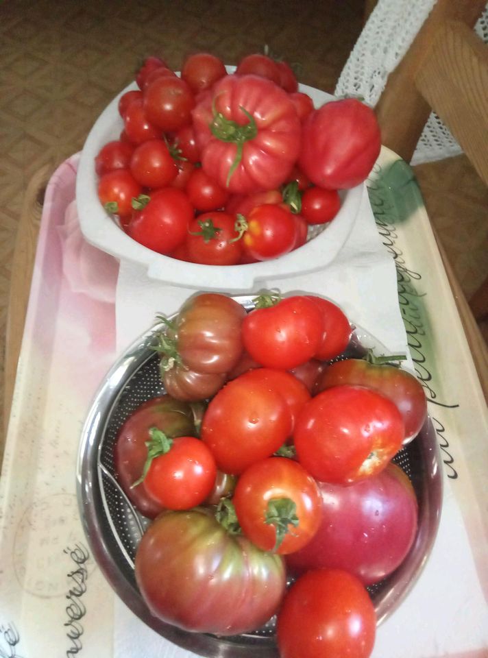 Tomaten - noch ein paar Pflanzen sind vorhanden in Rubenow (bei Wolgast)