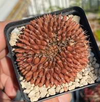 Gymnocalycium cristata Hessen - Ebsdorfergrund Vorschau