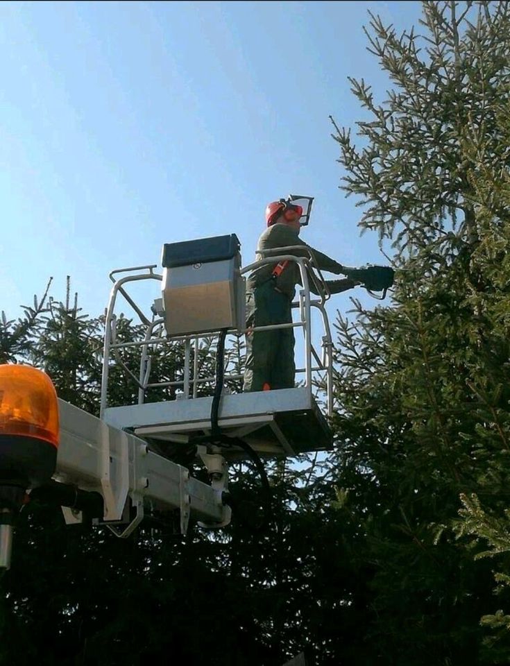 Baumfällung / Baumbeschnitt / Stubbenfräsen in Glienicke/Nordbahn