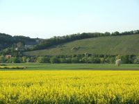 Pflanzen / Ableger / Blumen Tauschen Rheinland-Pfalz - Hochspeyer Vorschau