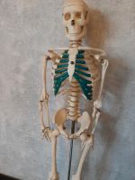 Anatomisches Skelett Hessen - Grünberg Vorschau