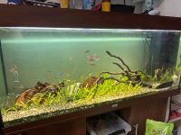 Aquarium 240L mit Innenfilter guter Zustand! Hessen - Viernheim Vorschau