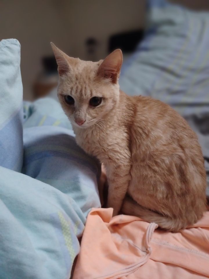 Ellis, aufgeweckter Jungkater, ca. 7 Monate *Tierschutz* in Reichelsheim (Odenwald)