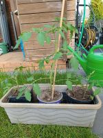 Tomatenpflanzen Nordrhein-Westfalen - Herzebrock-Clarholz Vorschau
