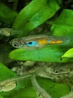 Endler Guppy Guppys Hessen - Pohlheim Vorschau