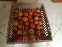 Obstkiste Obstkorb Apfelkiste Kiste Korb 60x50 Thüringen - Erfurt Vorschau