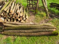 Pfähle, Holzpfähle, Weidezaunpfähle, Robinienpfähle,Akazienpfähle Brandenburg - Ziesar Vorschau