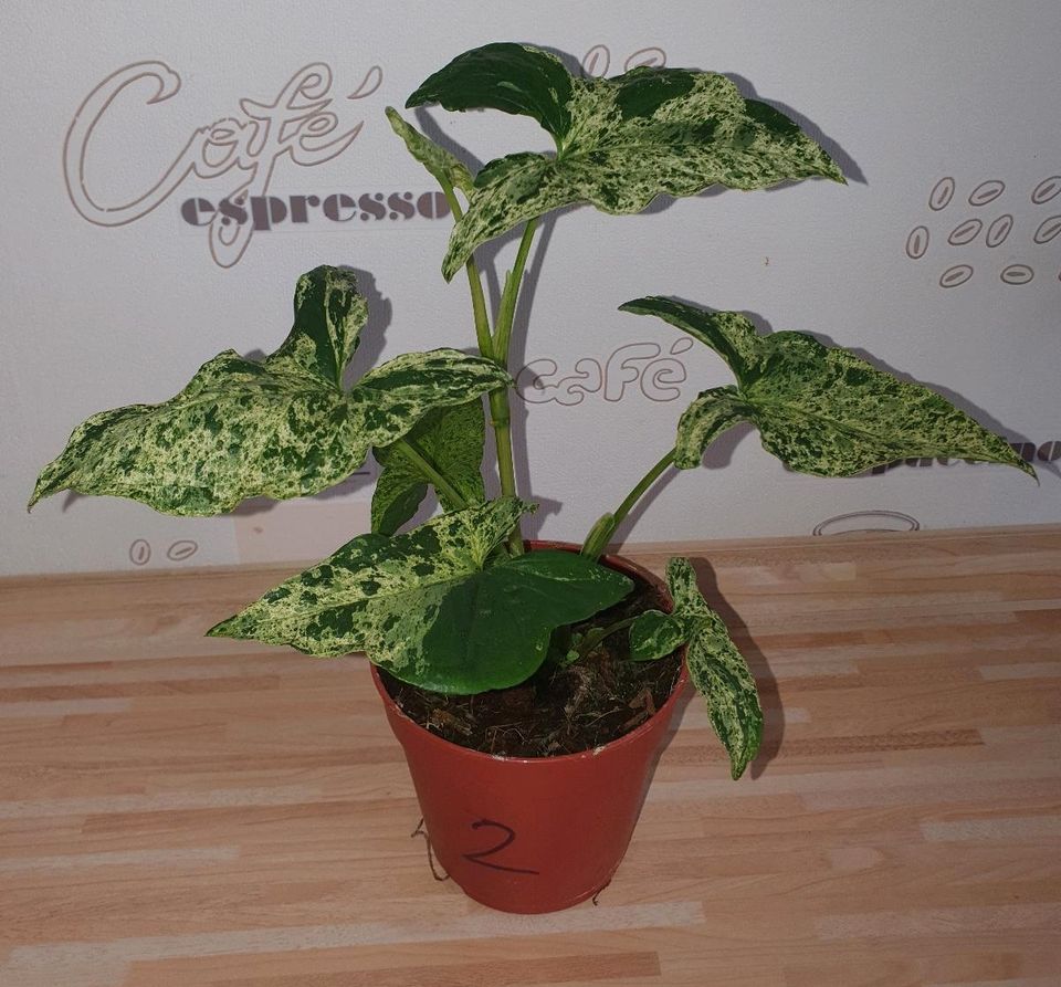 2x Syngonium Mottled in Haren (Ems)