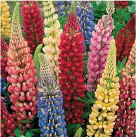 Blumensamen Lupine Prachtmischung Wildlupine mehrjährig Staßfurt - Hohenerxleben Vorschau