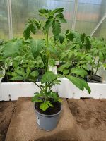 Bio Tomatenpflanzen Niedersachsen - Osnabrück Vorschau