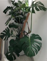 Monstera groß, gesund Düsseldorf - Derendorf Vorschau