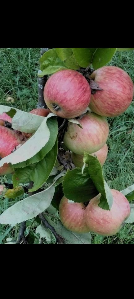 Äpfel verschiedene Sorten frisch Top Qualität regional saisonal in Teningen