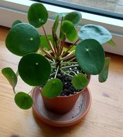 Pilea peperomioides/Zimmerpflanze/Chinesischer Geldbaum Nordrhein-Westfalen - Lemgo Vorschau