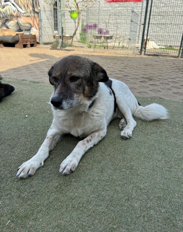 Freundliche LOTTI ❤️ aus dem Tierschutz sucht ihre Familie in Möckern