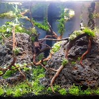 Aqua Scape 55L Scapers Tank Dennerle Altona - Hamburg Altona-Altstadt Vorschau