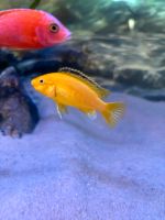 Labidochromis Yellow Malawi Baden-Württemberg - Ingoldingen Vorschau