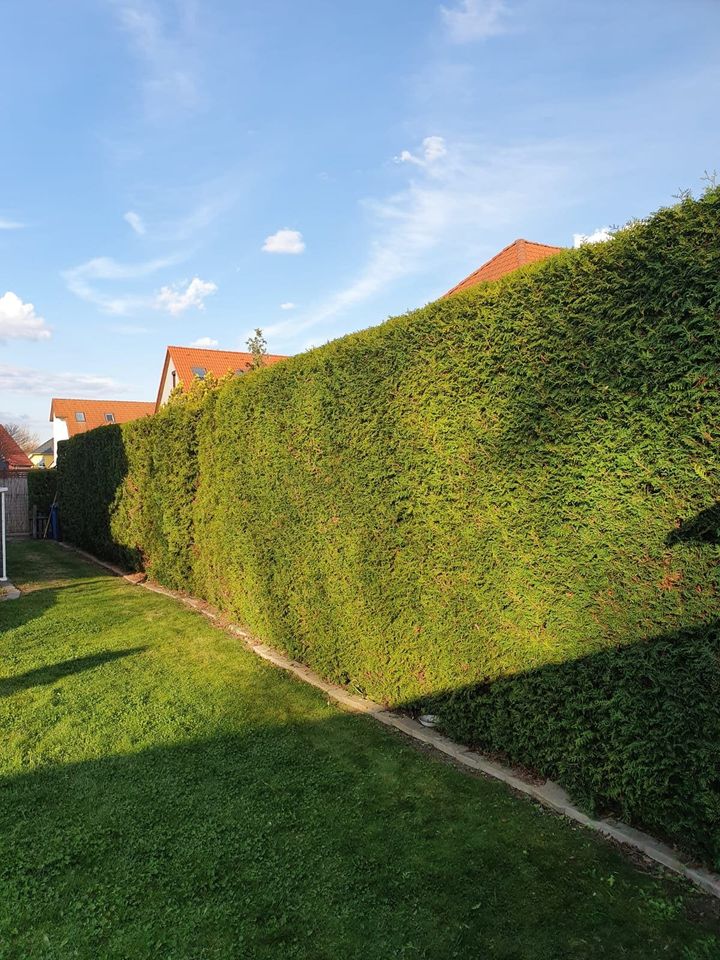 Baumfällung, Baumpflege, Gartenarbeiten, Bagger u. Abrissarbeiten in Naumburg (Saale)