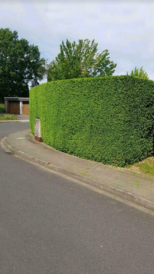 Hecke schneiden auch nach Februar möglich Heckenschnitt Pflege in Bedburg-Hau