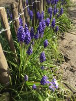 Saatgut/Samen - Traubenhyazinthe (Muscari) Nordrhein-Westfalen - Viersen Vorschau