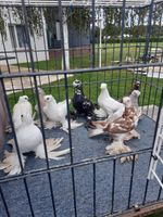 Usbekische Junge  Tauben zu verkaufen Niedersachsen - Landesbergen Vorschau
