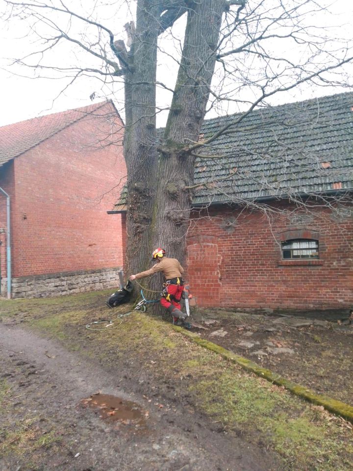 Bäume fällen Forstarbeiten Hecke schneiden Baumfällung Baumpflege in Bad Driburg