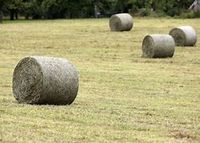 Rundheuballen Thüringen - Steinbach Vorschau