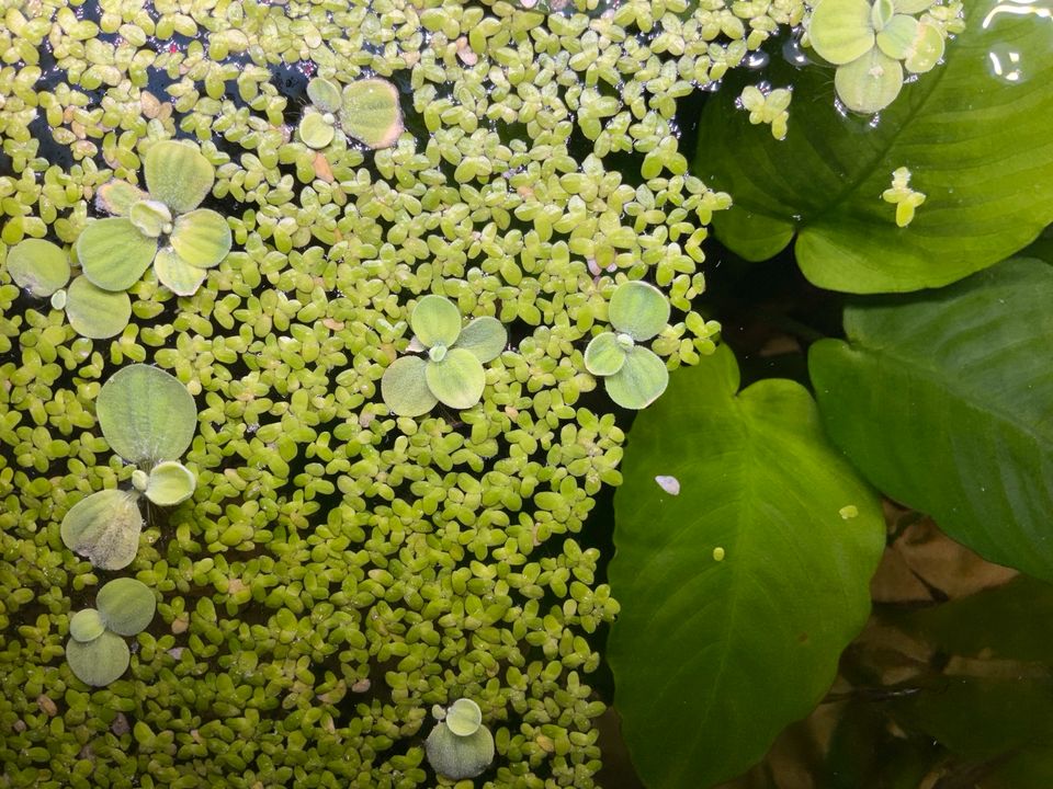 Aquarium Wasserlinse Lemna minor Entengrütze Wasserpflanzen in Moos