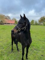 Schicker, zweijähriger Ponywallach  zu verkaufen Niedersachsen - Dinklage Vorschau
