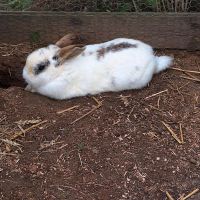 Kaninchen Zucht Bock Niedersachsen - Gieboldehausen Vorschau