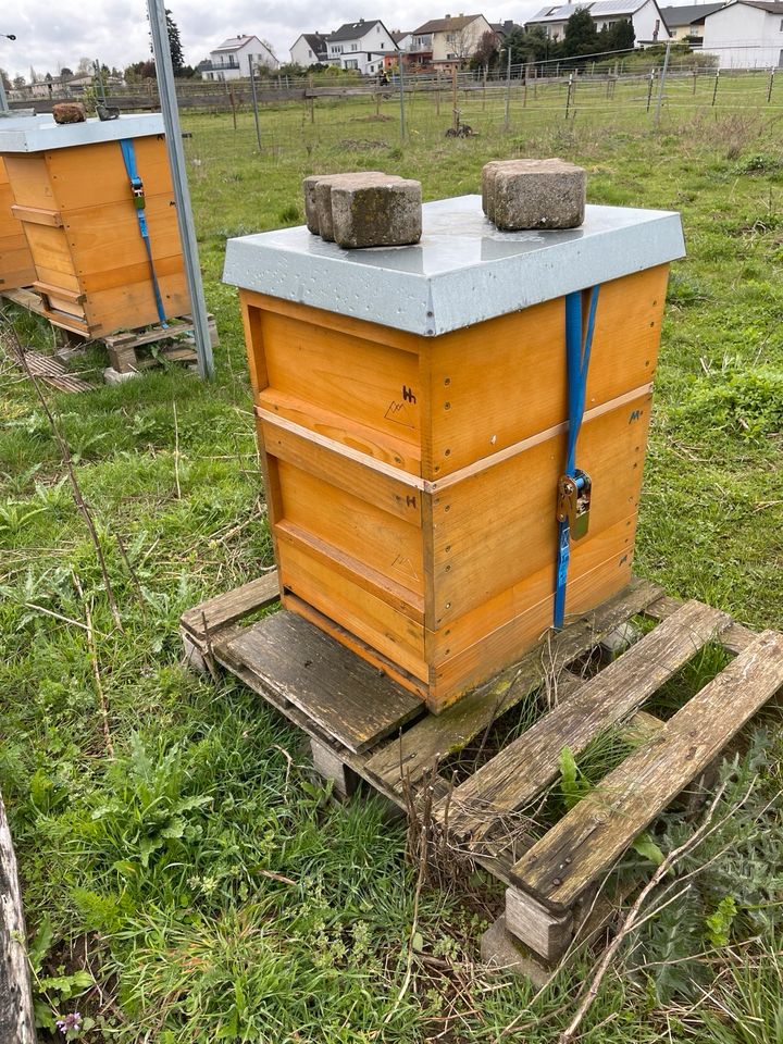 Bienen suchen ein Zuhause in Rodgau