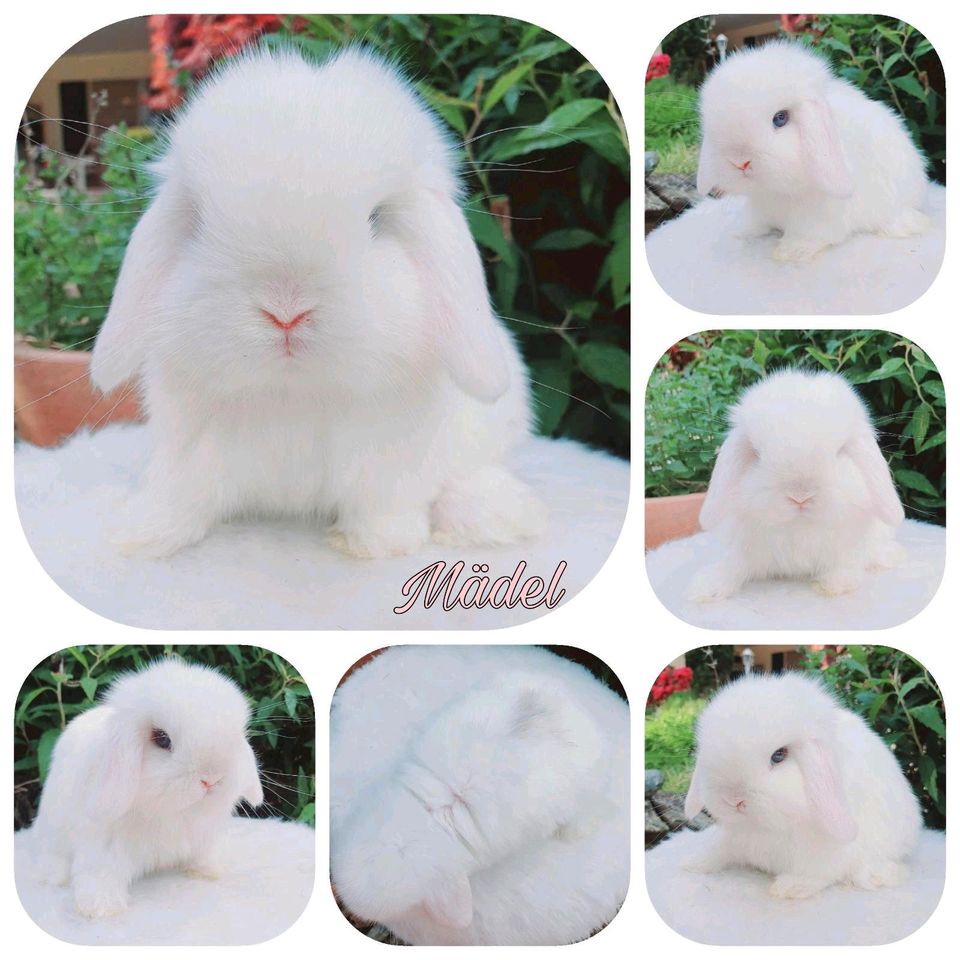 Minilop Hase Mini Lop Kaninchen Zwergwidder Zwergkaninchen in Neustadt