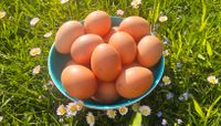 10 Stück frische Eier aus Freilandhaltung Bayern - Hohenlinden Vorschau