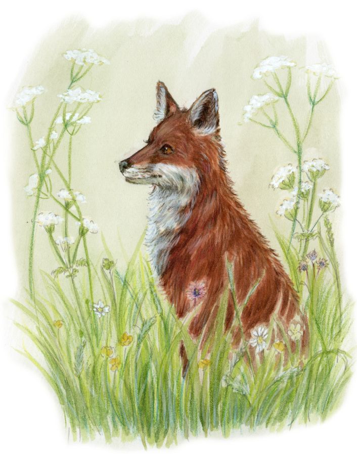 Tierillustrationen, Tierzeichnungen, Illustrator, Zeichnung in Osnabrück