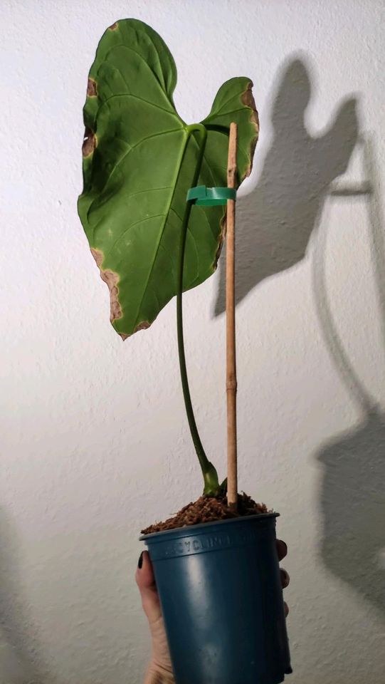 2 x Anthurium Regale Sad Plants Forgetii Besseae Warocqueanum in Köln