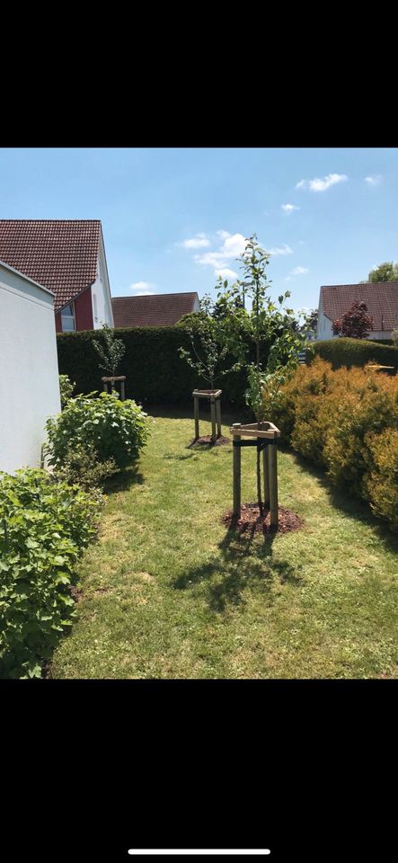 Baumpflanzung Baum pflanzen Ersatzpflanzung Pflanzarbeiten in Chemnitz