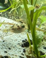 Erbsenkugelfisch Carinotetraodon travancoricus       (42) Schleswig-Holstein - Oering Vorschau