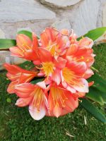 Clivia mit toller orangefarbener Blüte Baden-Württemberg - Aalen Vorschau