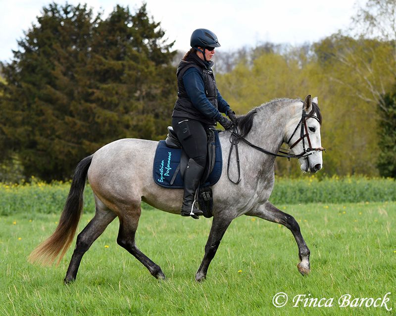 Andalusier, Stute, 162 cm, 4 Jahre, Freizeit geritten in Wiebelsheim