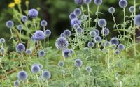 Kugeldistel in blau Pflanze Garten Berlin - Pankow Vorschau