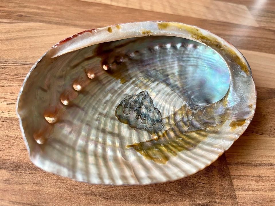 Abalone Muschel, Perlmutt, Räucherschale, groß, NEU in Köln