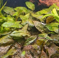 Cryptocoryne pontederiifolia Herzblatt-Wasserkelch Hessen - Hattersheim am Main Vorschau